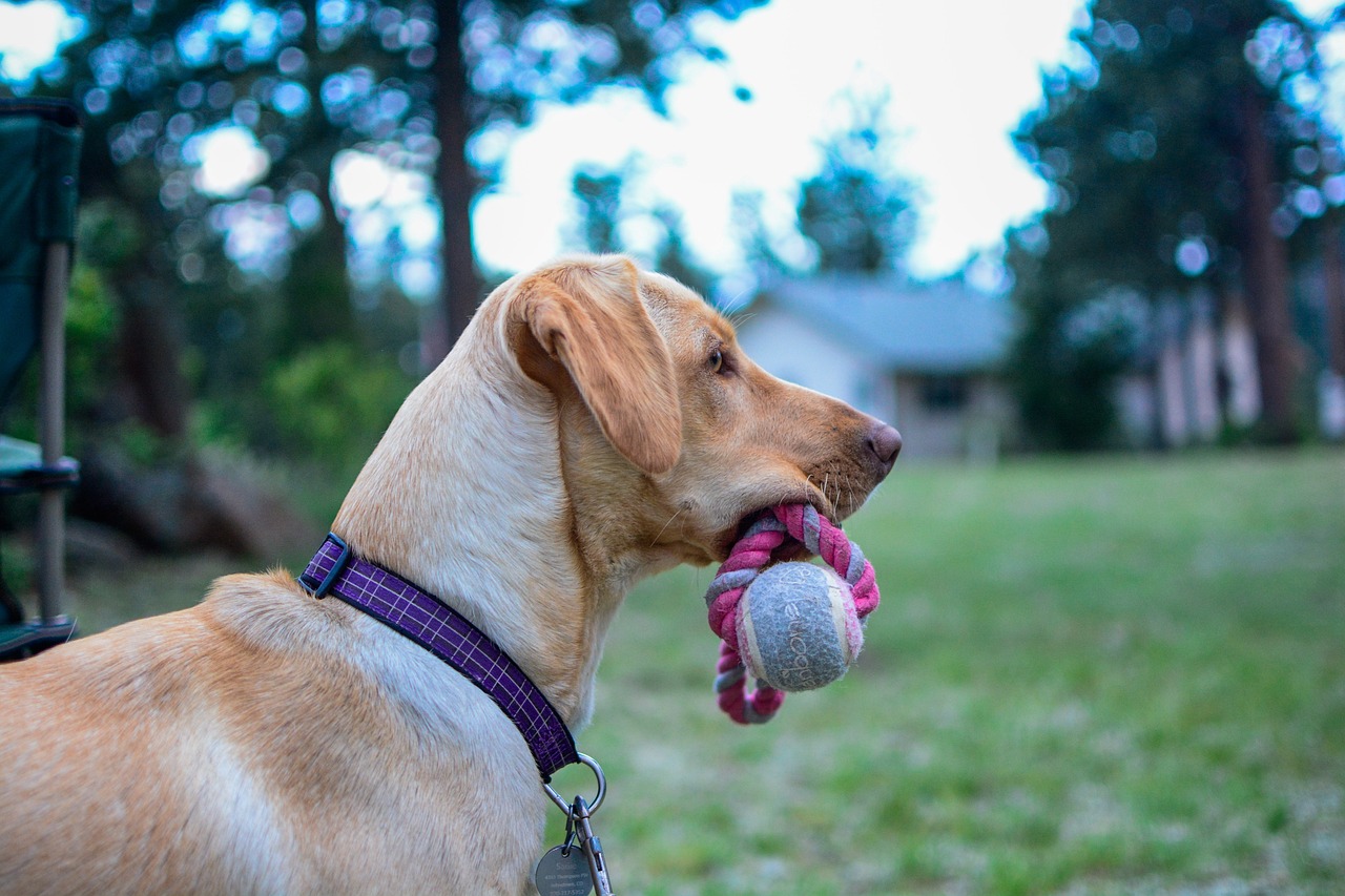 Fetch Games for Dogs: Best Toys & Benefits Explained