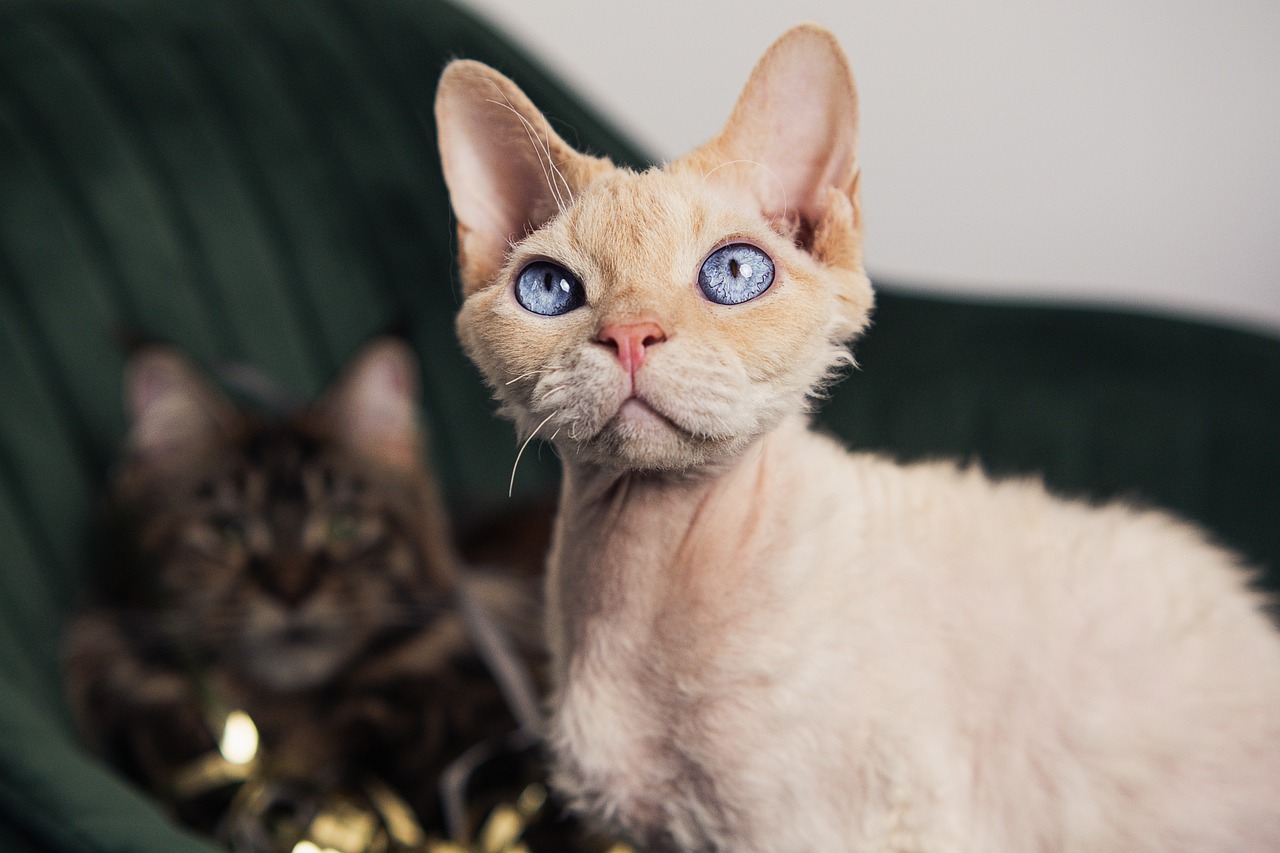 cat, pet, devon rex-7762862.jpg