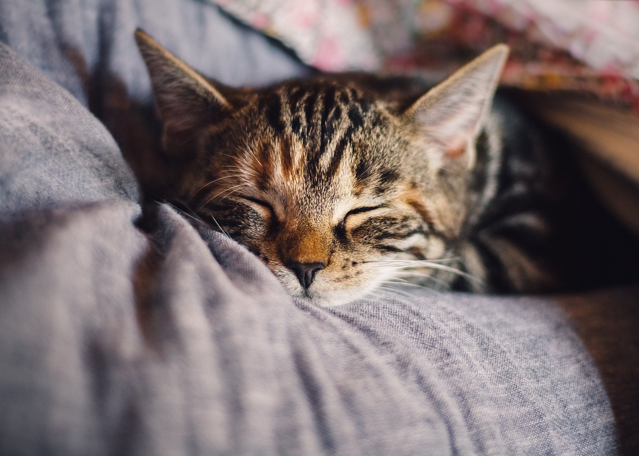 Why Do Cats Sleep a Lot? Understanding Their Sleep Patterns