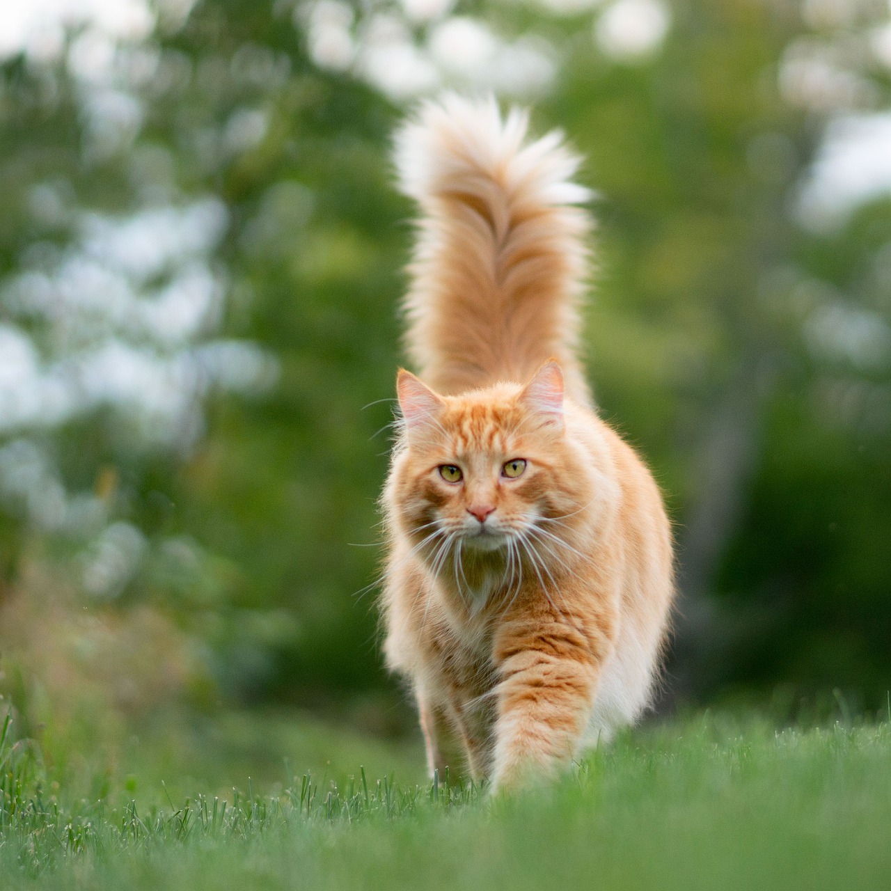 What a Cat’s Tail Behavior Means: Decoding the Secret Language