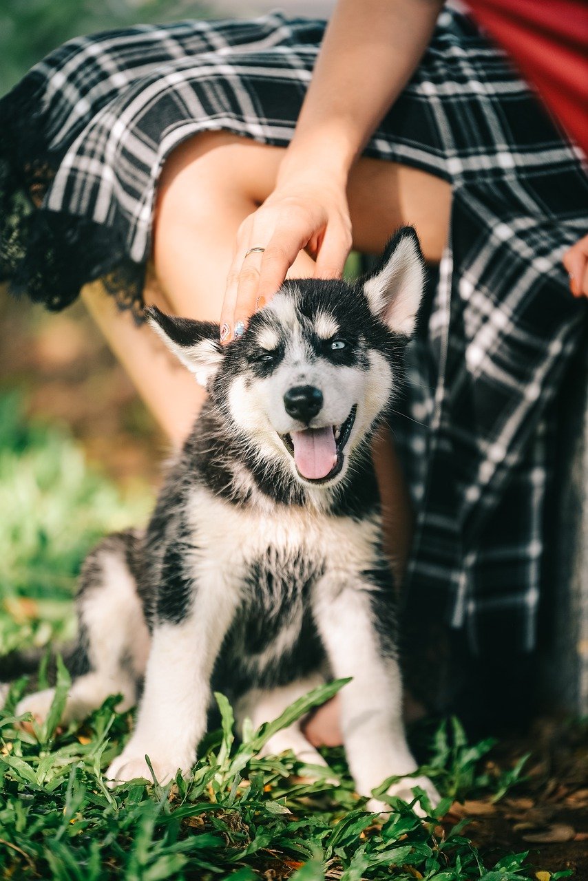 Essential Tips for New Dog Owners: Prepare, Select, Understand, and More