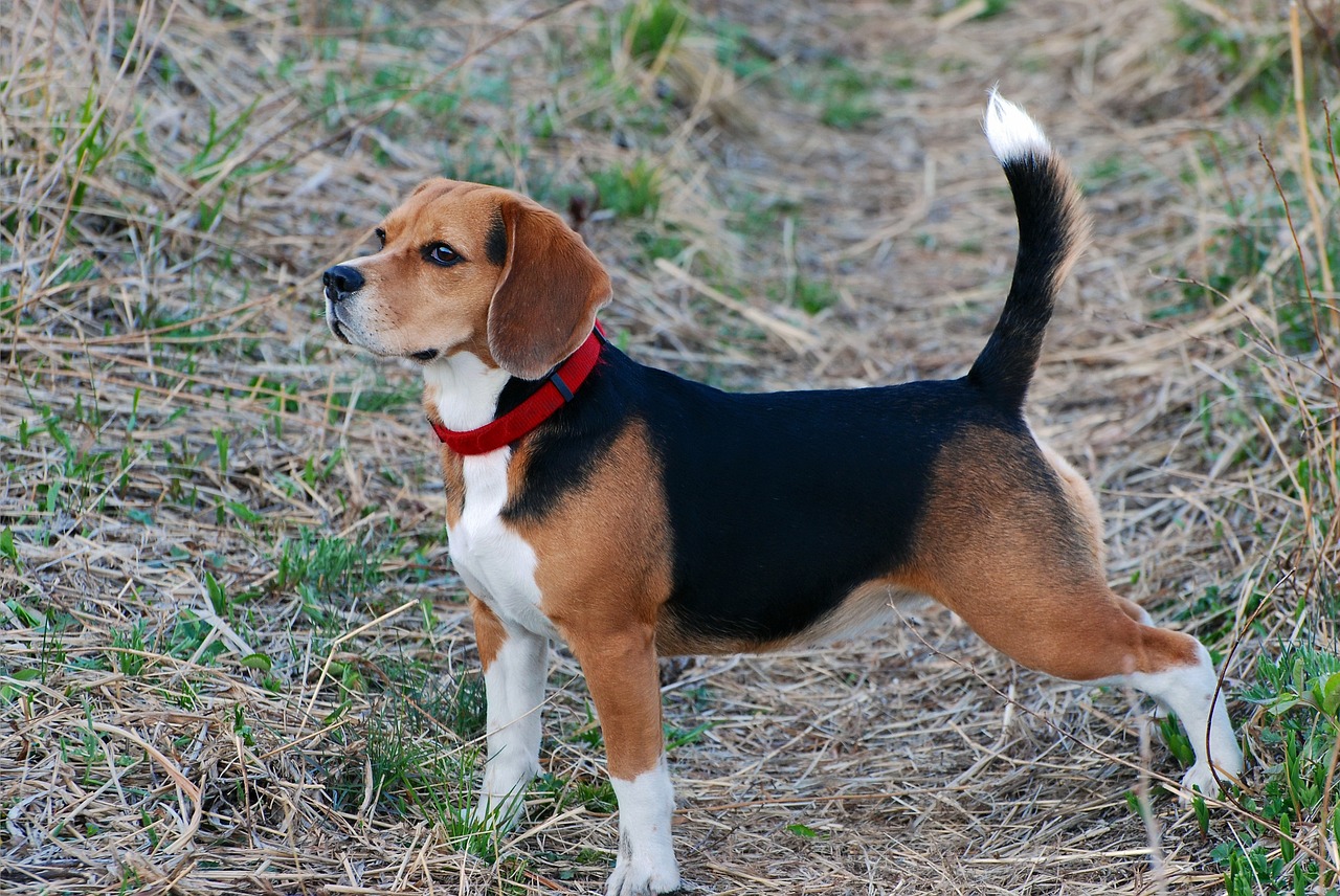 Dog Wagging Tail Meaning: Understanding the Science and Communication Signals