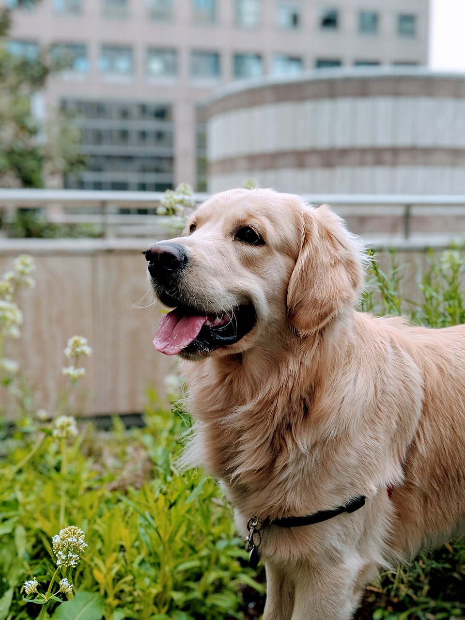 10 Facts About Golden Retrievers: Origin, Traits, Training, Health & More