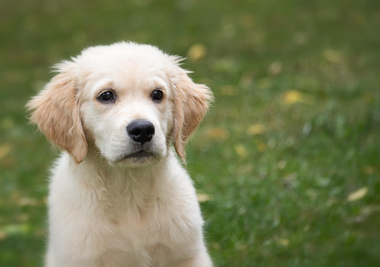 Effective Ways to Potty Train Your Puppy: A Step-by-Step Guide