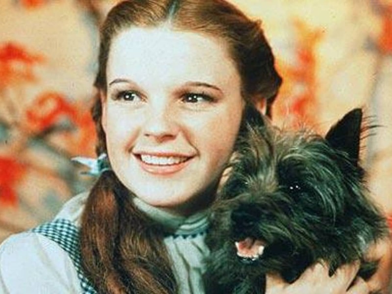 Who Are the Most Famous Dogs in Movie History? The Top Ranked